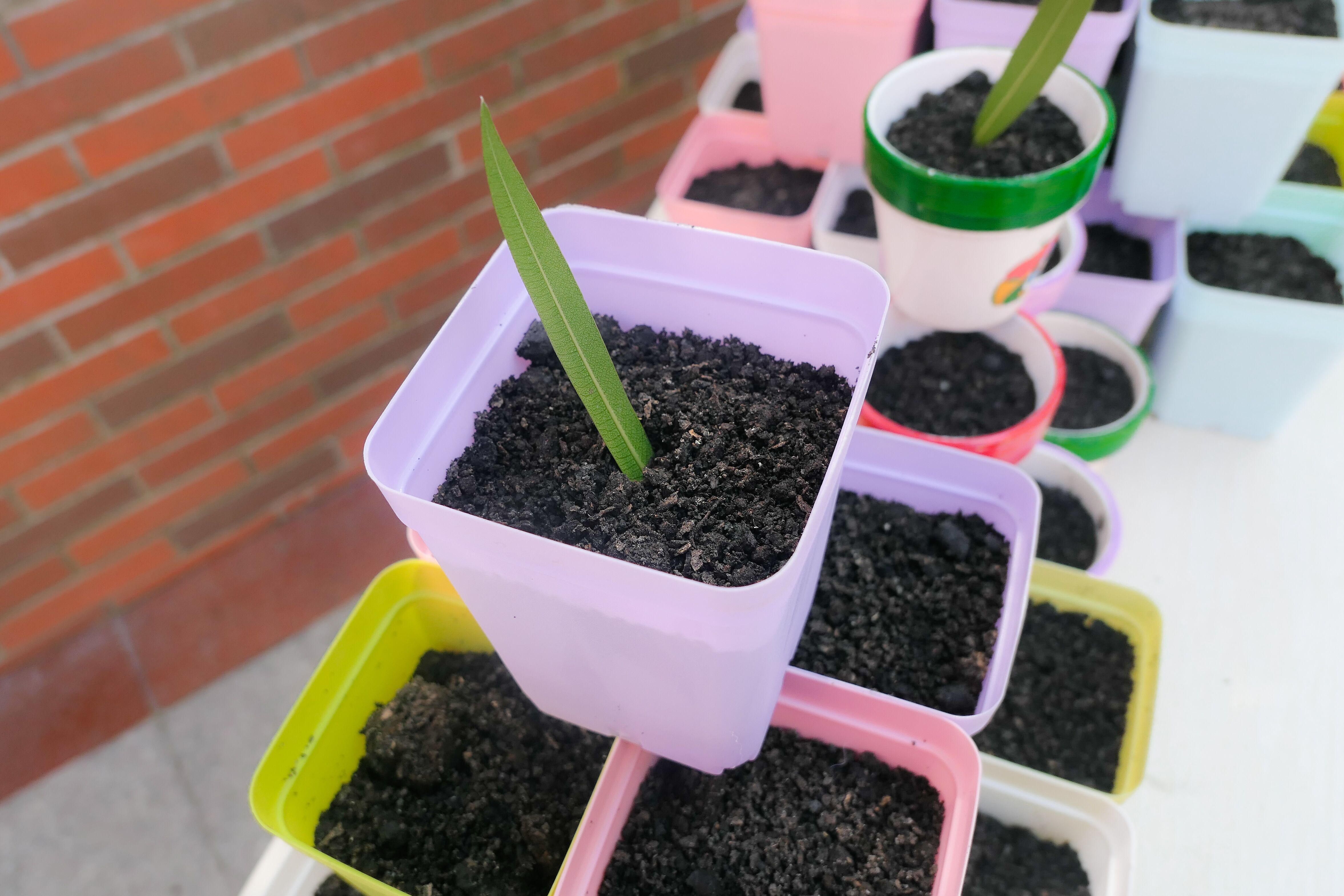 播撒种子,培育希望-植树节培绿护绿活动